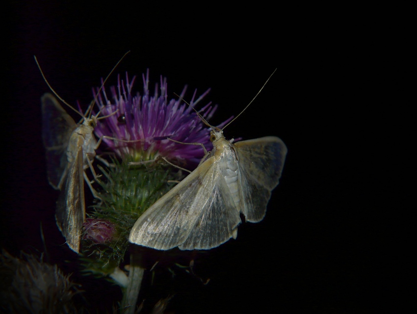 boczanka br�zowianka (Pleuroptya ruralis)