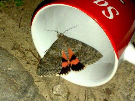 Wstęgówka czerwonka (Catocala elocata) Wstęgówka czerwonka (Catocala elocata)