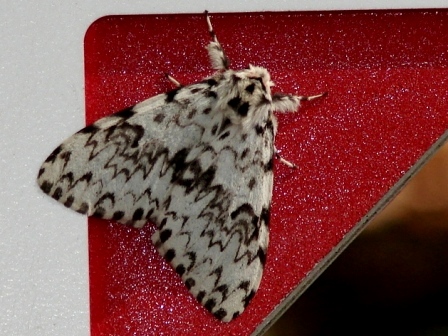 Brudnica mniszka (Lymantria monacha)