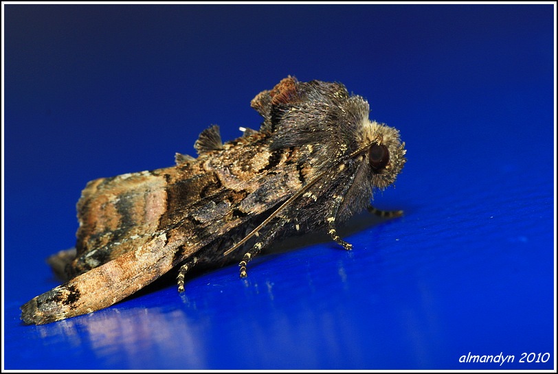 Brzaskówka ogorzałka Brzaskówka ogorzałka