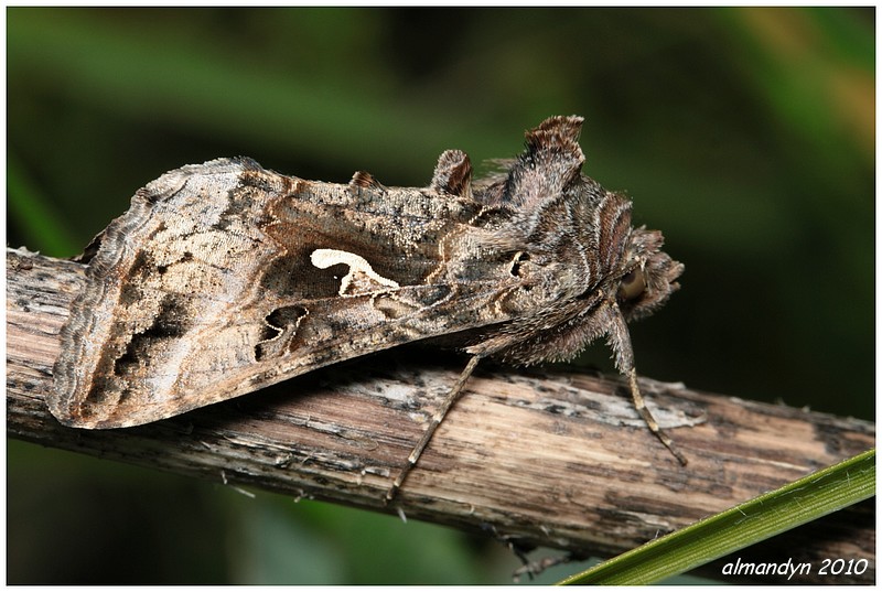 Błyszczka jarzynówka Błyszczka jarzynówka