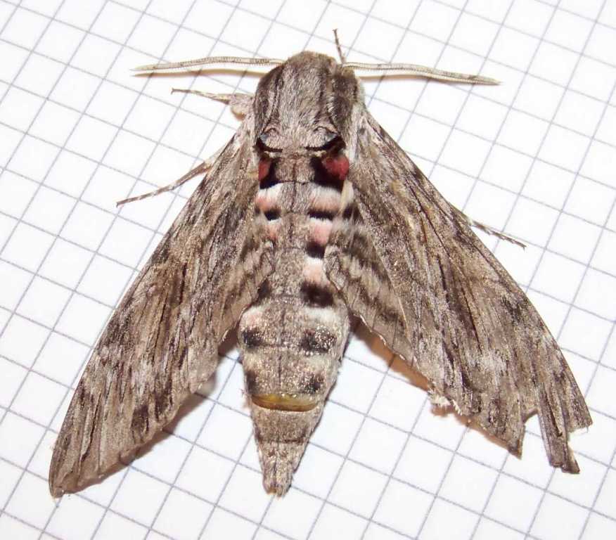 nie wiem co to za motyl... nie wiem co to za motyl...