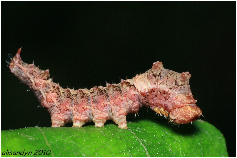 ... nieśmiała Wycinka jaszczurówka ... nieśmiała Wycinka jaszczurówka