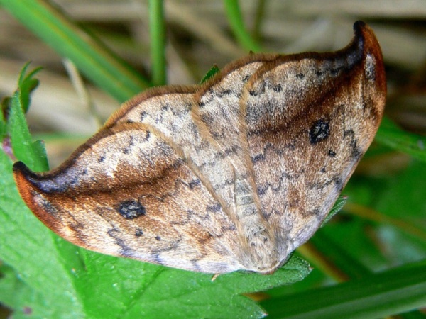 wycinka sierpianka