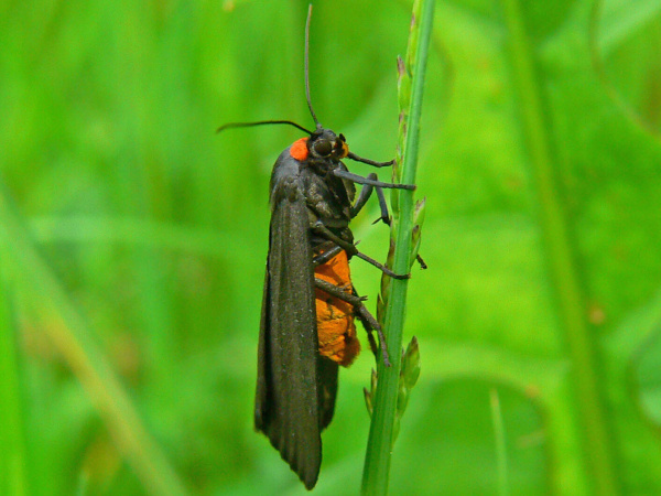 powr�ka rudoszyjka