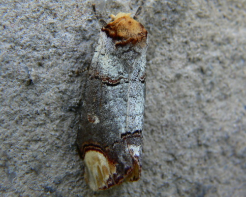 Naro�nica zbroj�wka