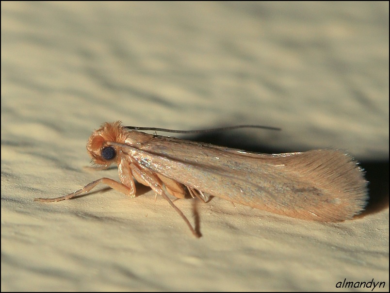 ... z domowej szafy ... z domowej szafy