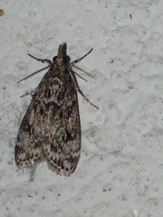 Co to za motylek ?? Co to za motylek ??