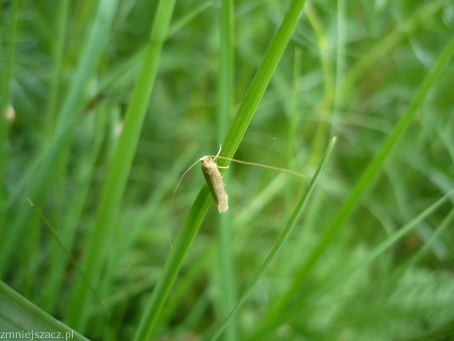 Co to za motylek ?? Co to za motylek ??