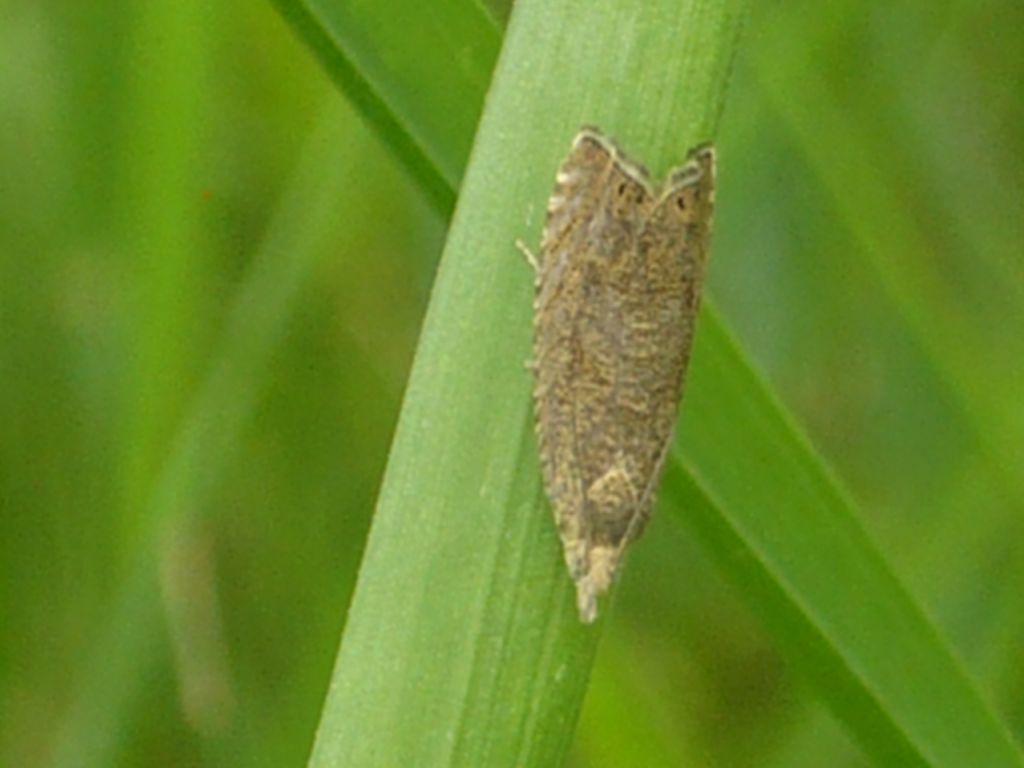 Co to za motylek ?? Co to za motylek ??