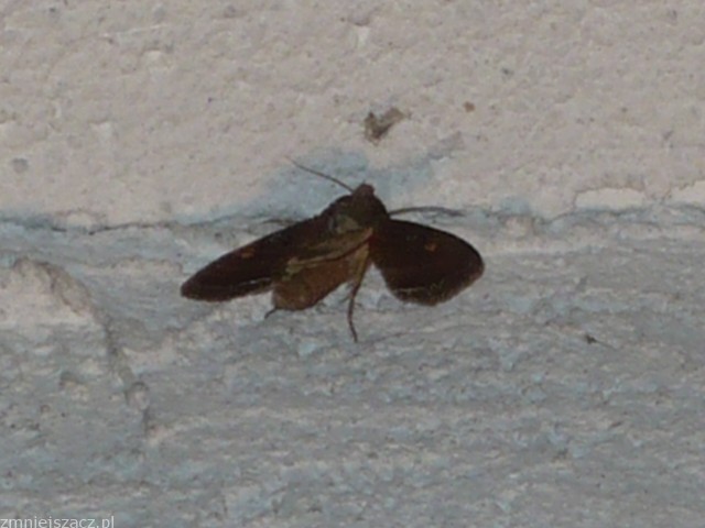 Co to za motylek ?? Co to za motylek ??