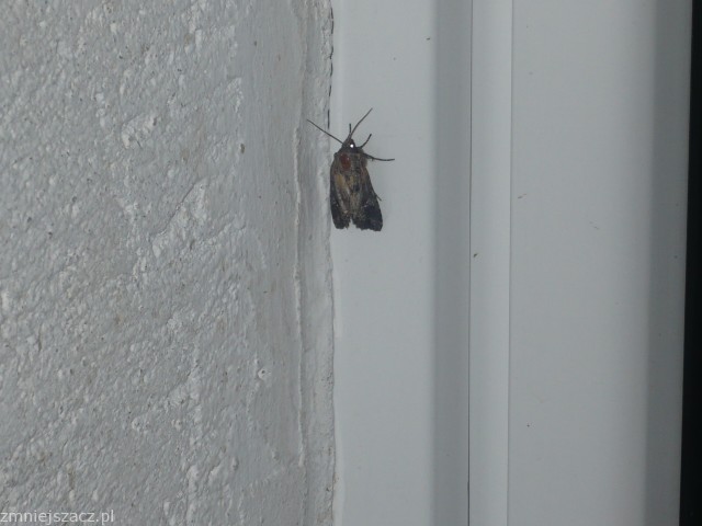 Co to za motylek ?? Co to za motylek ??