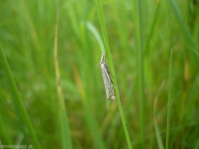 Co to za motylek ?? Co to za motylek ??