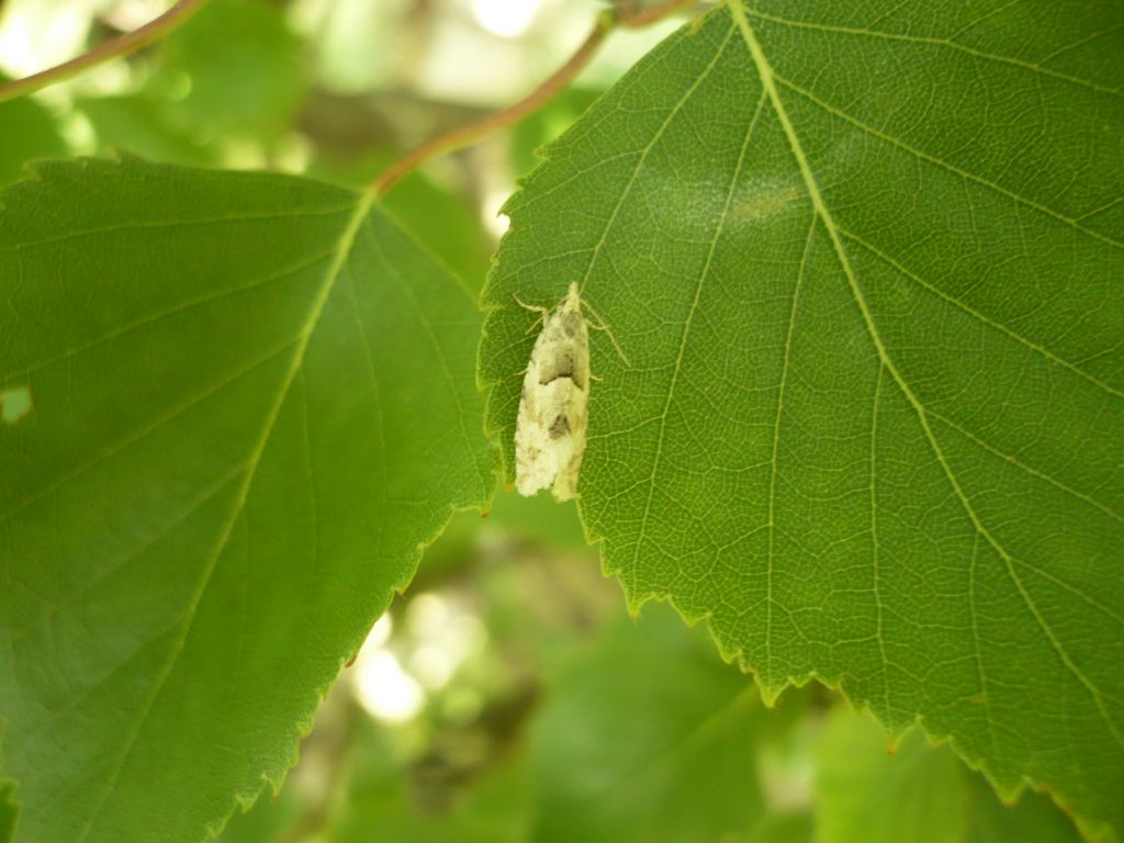 Co to za motylek ?? Co to za motylek ??