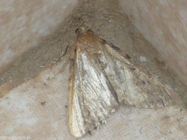 Co to za motylek ?? Co to za motylek ??