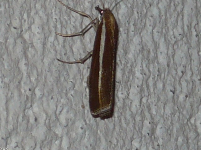 Co to za motylek ?? Co to za motylek ??