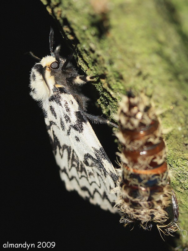 nie rób mi zdjęć, jeszcze się suszę... ( nieśmiała jak mniszka ) nie rób mi zdjęć, jeszcze się suszę... ( nieśmiała jak mniszka )