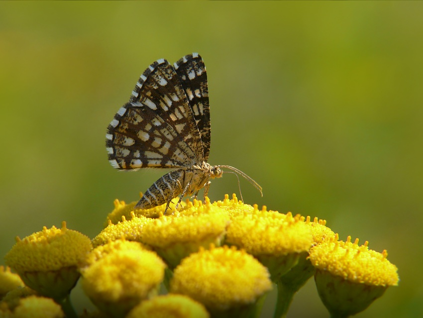 Chiasmia clathrata (witalnik nostrzak) Chiasmia clathrata (witalnik nostrzak)