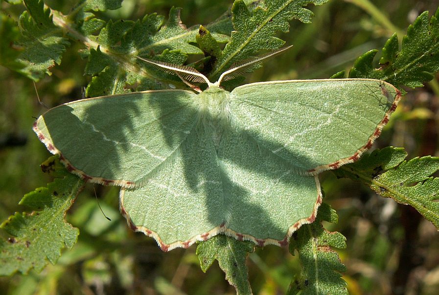 Ćma turkusowa Ćma turkusowa