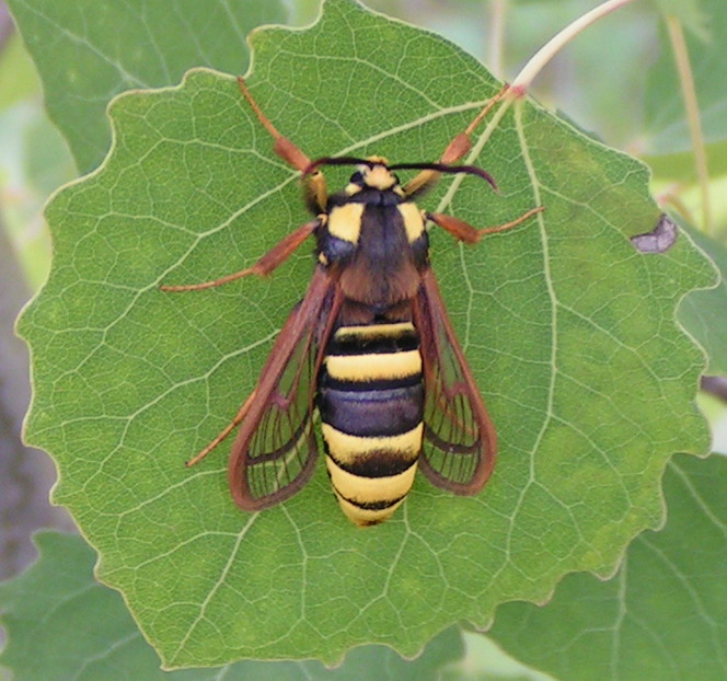 ALE MAM ZMYŁKOWE UBRANKO ALE MAM ZMYŁKOWE UBRANKO