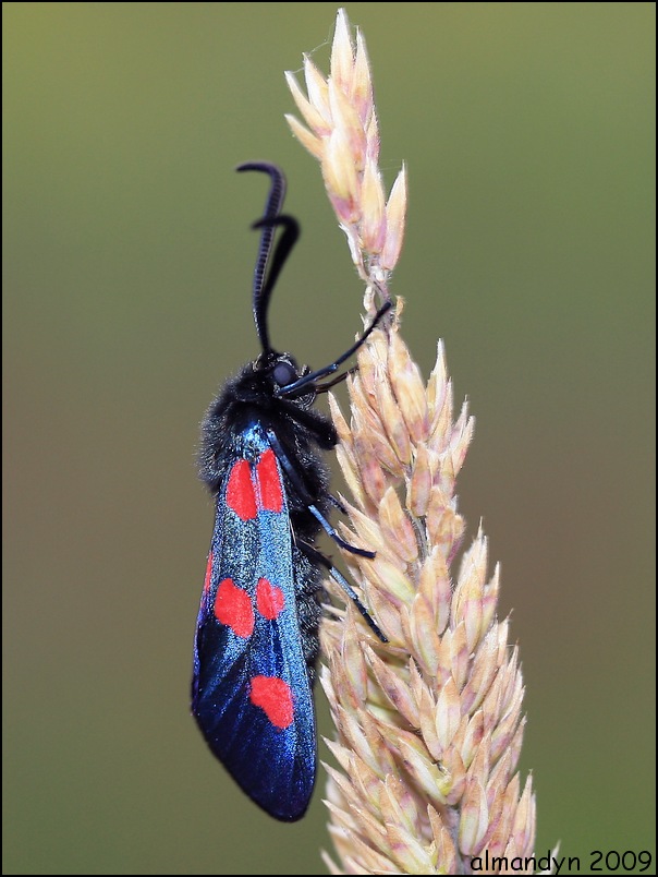 czarno - czerwony świat... czarno - czerwony świat...
