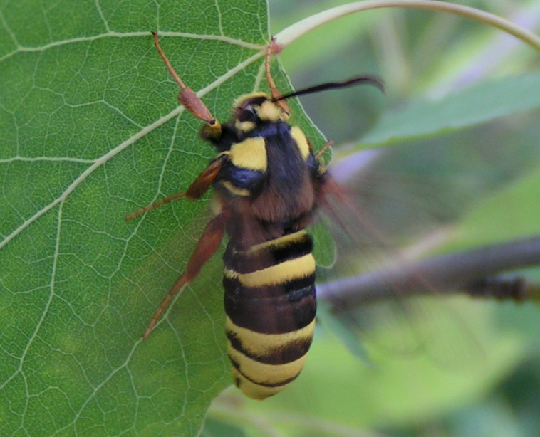 ALE MAM ZMYŁKOWE UBRANKO ALE MAM ZMYŁKOWE UBRANKO