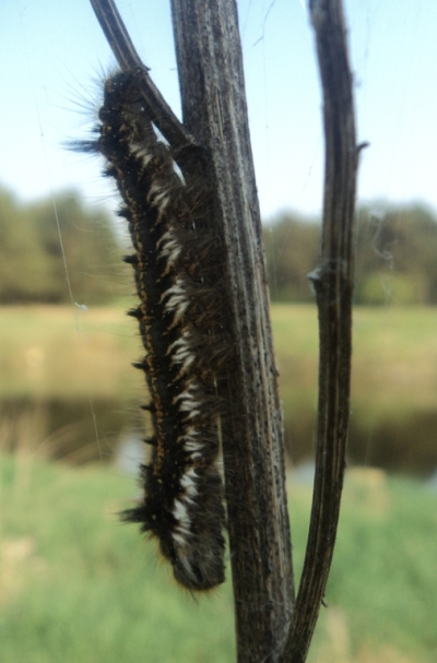 Proszę o oznaczenie tej g±sienicy Proszę o oznaczenie tej g±sienicy