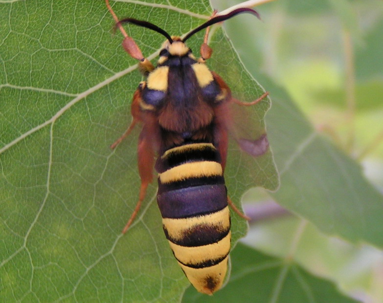 ALE MAM ZMYŁKOWE UBRANKO ALE MAM ZMYŁKOWE UBRANKO