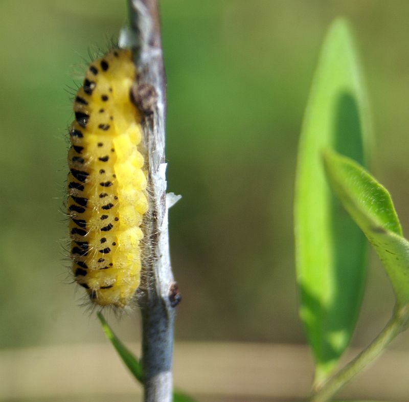 Gsiennica