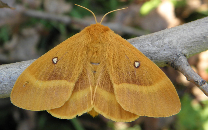 barczatka dębówka samica - Lasiocampa quercus barczatka dębówka samica - Lasiocampa quercus