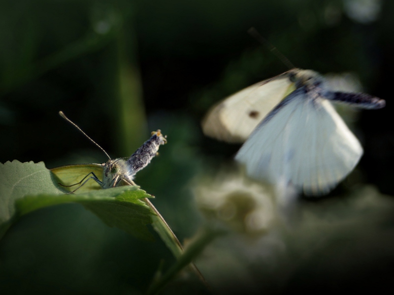 bielinkowe zaloty... bielinkowe zaloty...