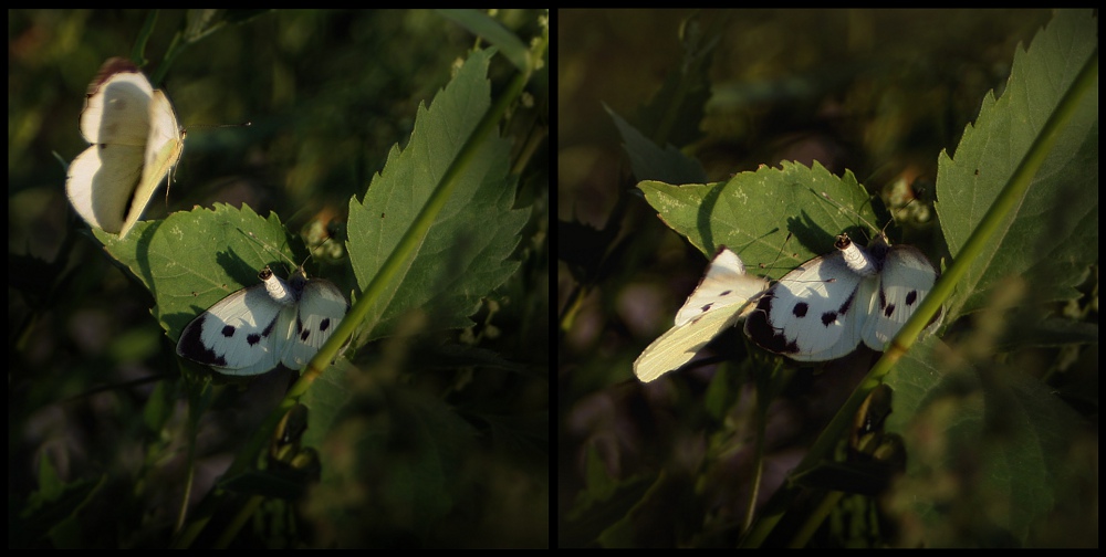pożądanie... pożądanie...