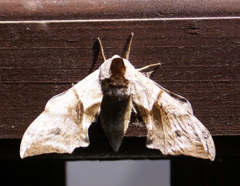 Na płocie Na płocie