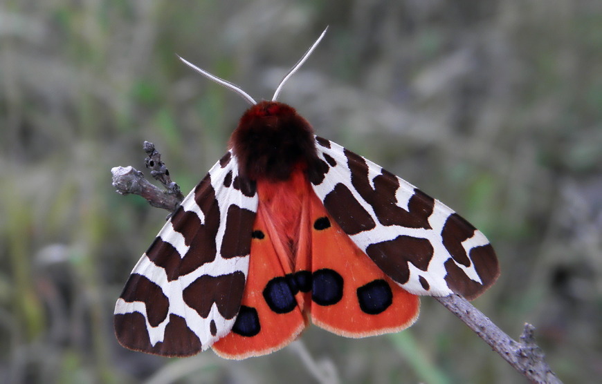 Arctia caja - niedzwiedziówka kaja Arctia caja - niedzwiedziówka kaja