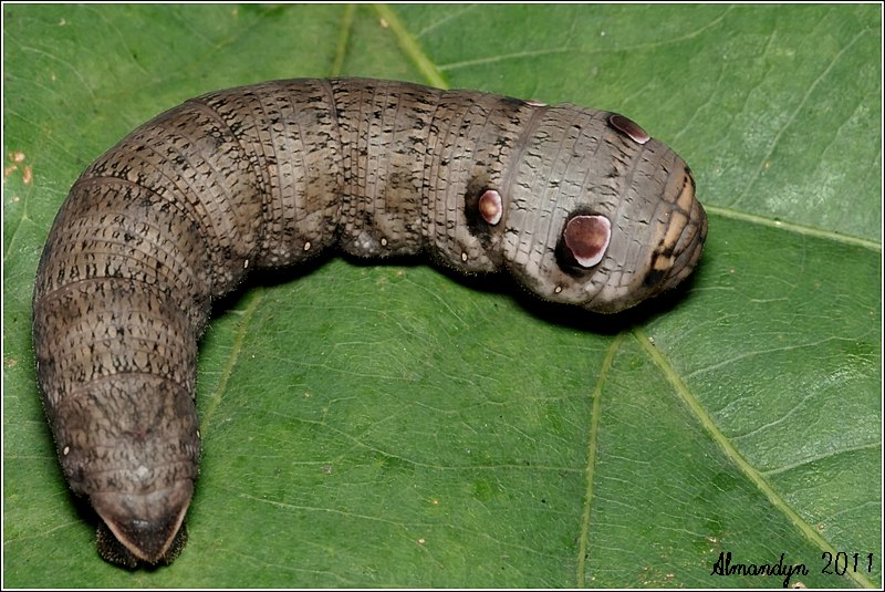 Zmrocznik pazik Zmrocznik pazik