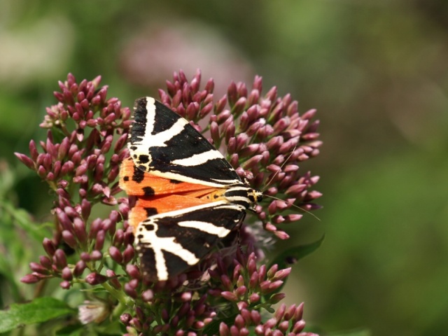 Euplagia quadripunctaria Euplagia quadripunctaria