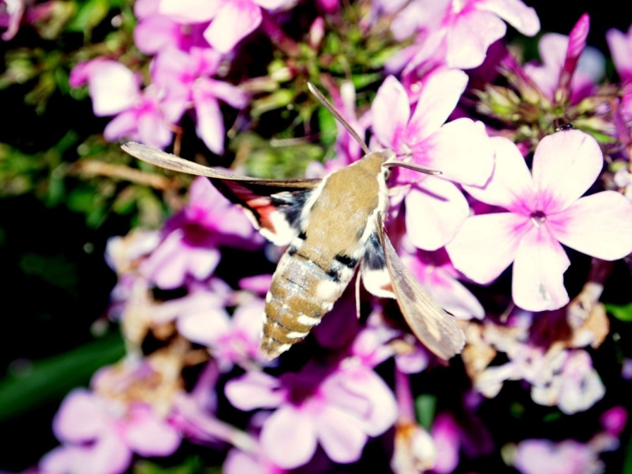 zmrocznik przytuliak (Hyles gallii) zmrocznik przytuliak (Hyles gallii)