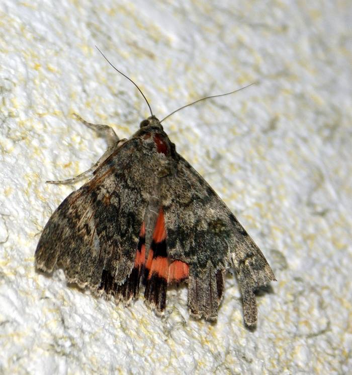 Bęsica kwietniówka Bęsica kwietniówka