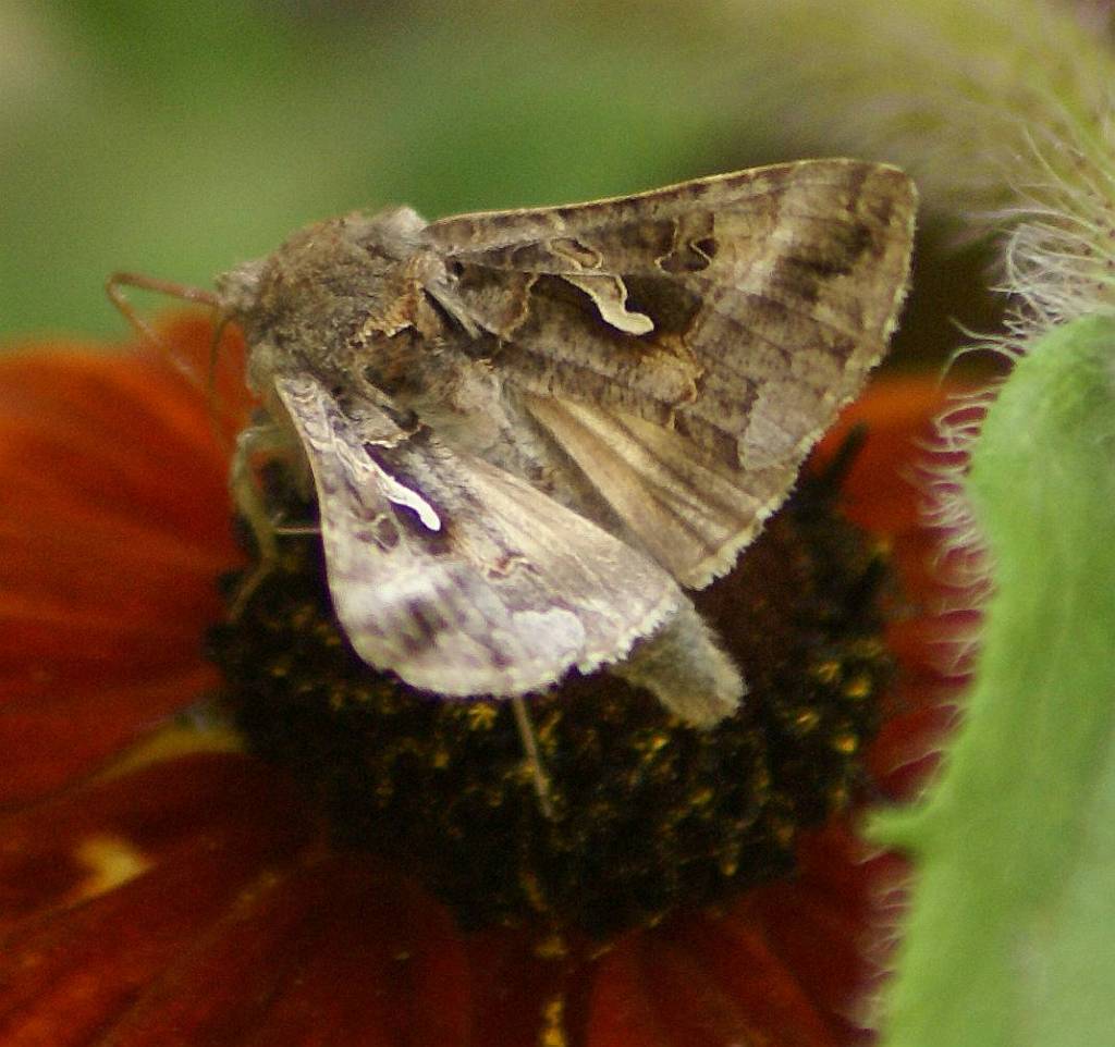 B�yszczka jarzyn�wka