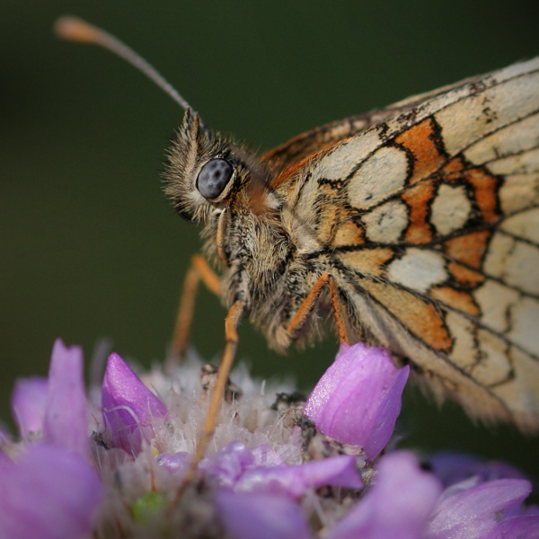 niebieskie spojrzenie... niebieskie spojrzenie...