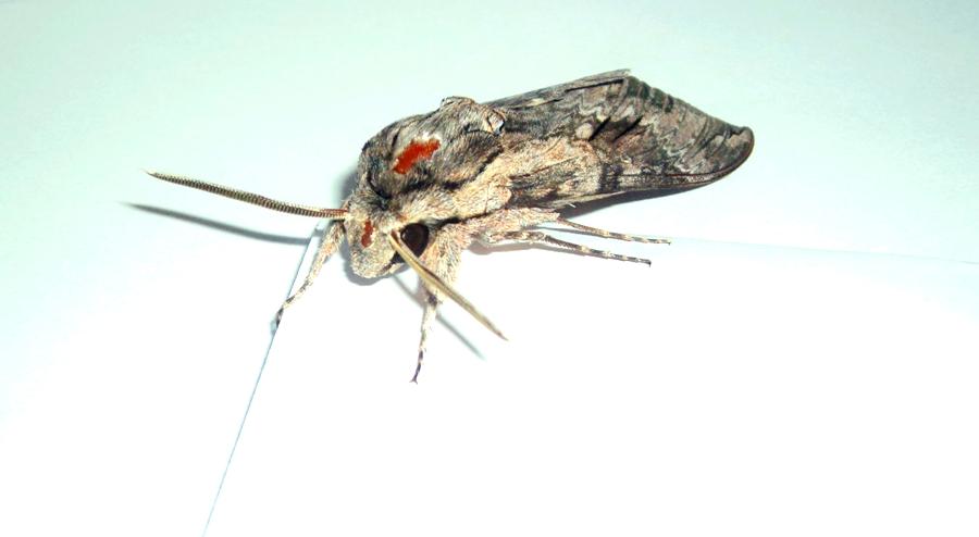 Zawisak powojowiec Zawisak powojowiec