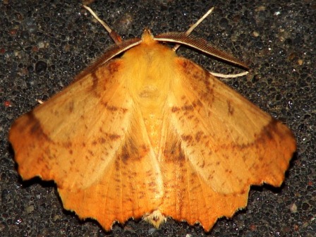 Ennomos autumnaria - Latalec jesieniak Ennomos autumnaria - Latalec jesieniak