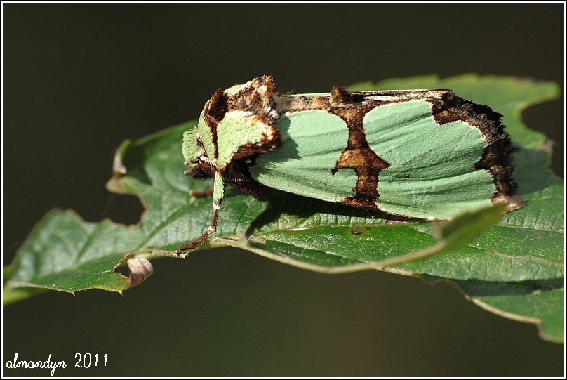 Krzyżówka malachitówka Krzyżówka malachitówka