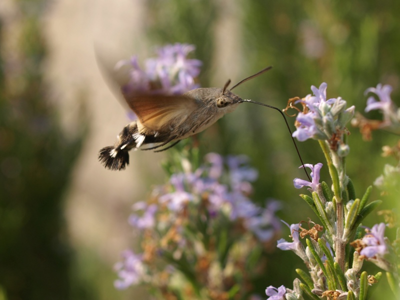 Macroglossum stellatarum Macroglossum stellatarum
