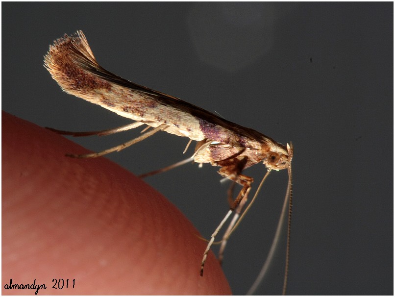 ... jaki smaczny paluszek... ... jaki smaczny paluszek...