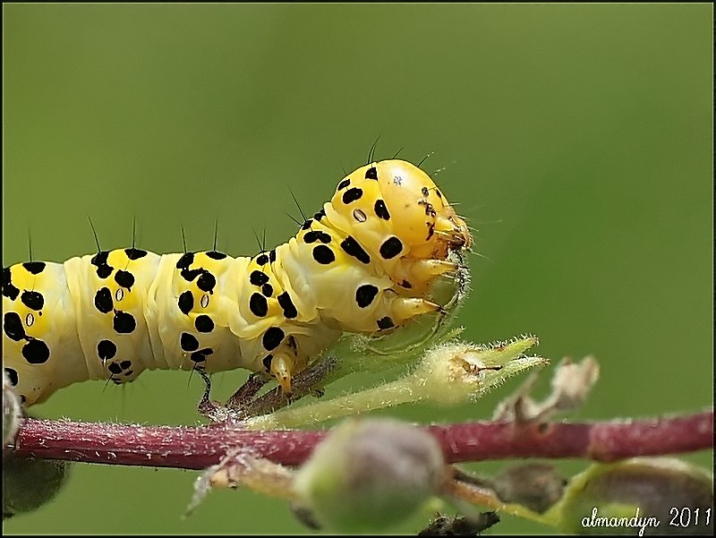 Cucullia