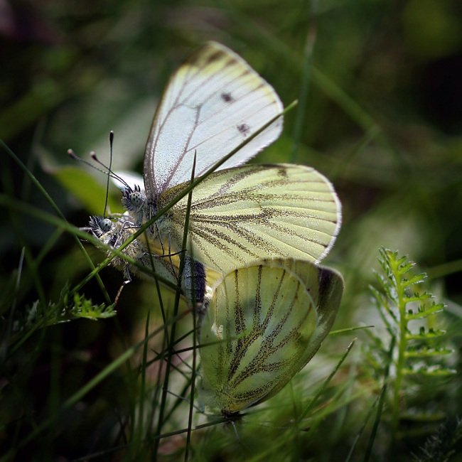 ich troje... ich troje...