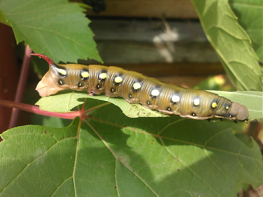 gsiennica na liciach winogron