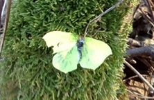 Ostatnio udało mi się go złapać na terenie Parku Roztoczańskiego Ostatnio udało mi się go złapać na terenie Parku Roztoczańskiego