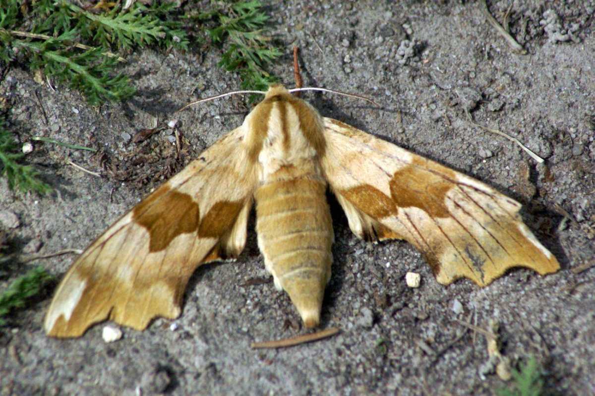 Nastrosz lipowiec Nastrosz lipowiec